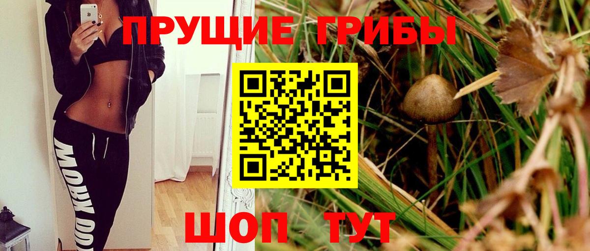 Псилоцибиновые грибы Psilocybine cubensis  Шебекино  Псилоцибиновые грибы прущие грибы 