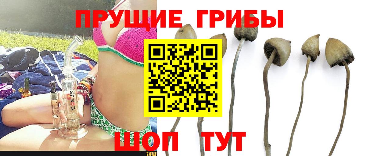 Псилоцибиновые грибы Psilocybine cubensis Шебекино